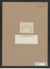 Cladogramma anastomosans Grun. (de-Toni-Nr.: Genus 242) Zeichnungen Sammlung Grunow Nr. 9726 (NHMW-BOT-W0379673)